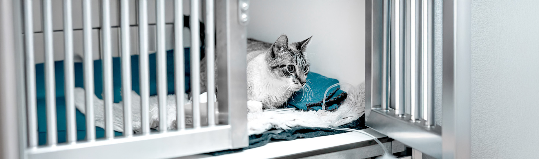 hospitalizační boxy veterinární pooperační klece